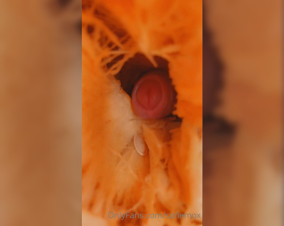 Sofie Mox aka sofiemox - 11-01-2022 OnlyFans Video - Happy Halloween bb As a celebration I went and got my self a pumpkin to fuck